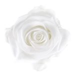 Biały kolor wiecznych róż
