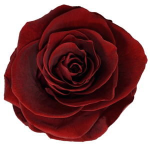 Ciemnoczerwony kolor wiecznych róż