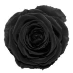 Czarny kolor wiecznych róż