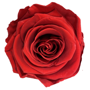 czerwony kolor wiecznych róż