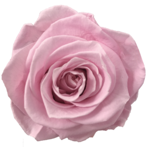 Różowy kolor wiecznych róż