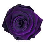 Fioletowy kolor wiecznych róż