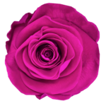 Fuksjowy kolor wiecznych róż