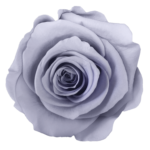 Lawendowy kolor wiecznych róż