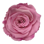 Ciemnoróżowy kolor wiecznych róż
