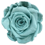 Tiffany kolor wiecznych róż