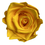 Żółty kolor wiecznych róż